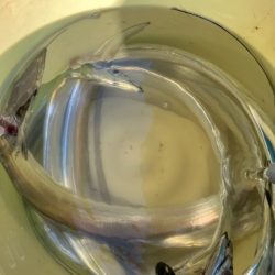 泉州丸さんで太刀魚