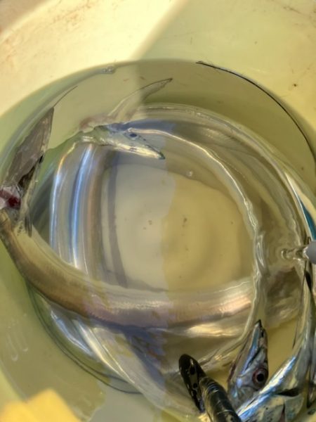 泉州丸さんで太刀魚