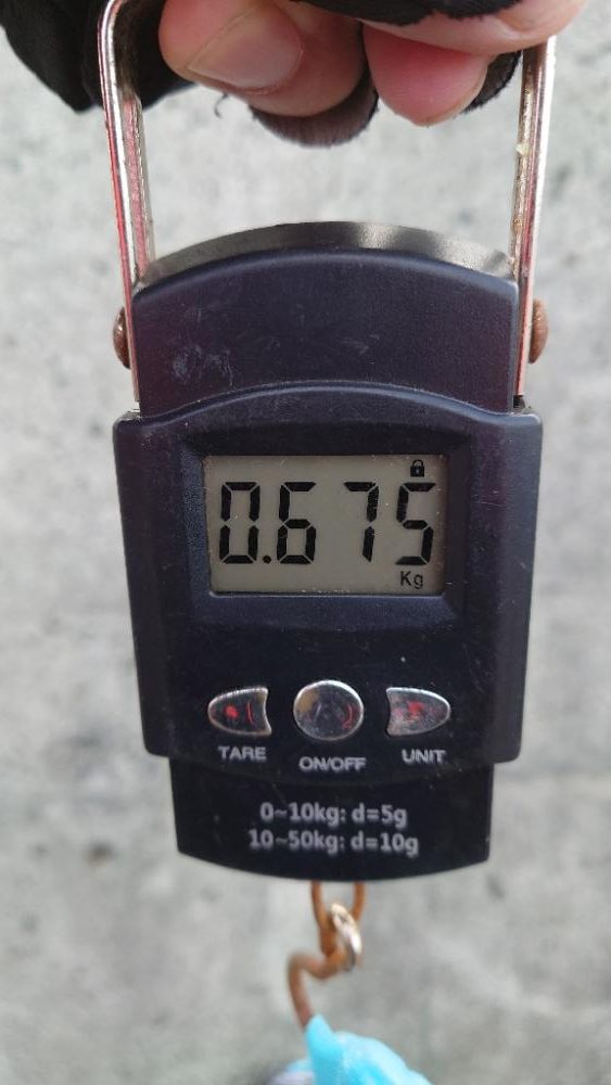 釣り納めのタコ