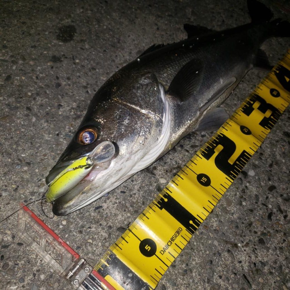 スズキさん、いますか？