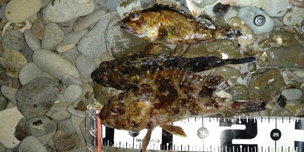 本命のメバルは