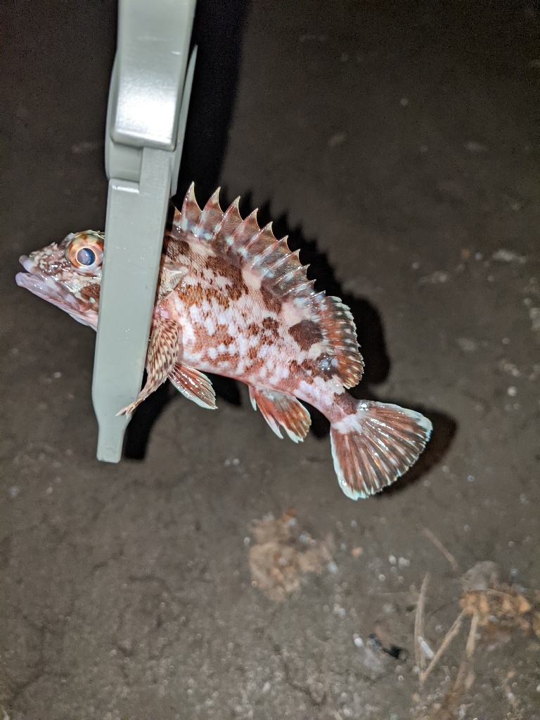 逃した魚はデカかった…