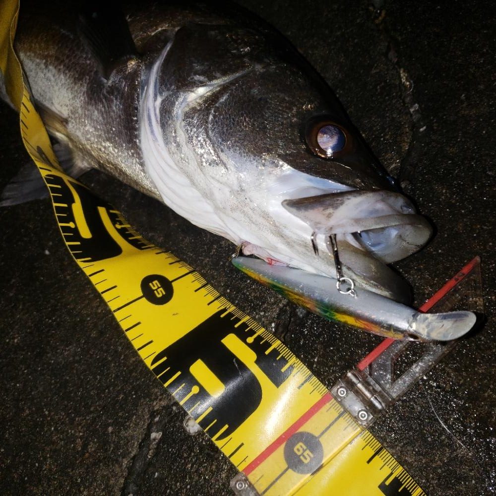 寒いねスズキさん