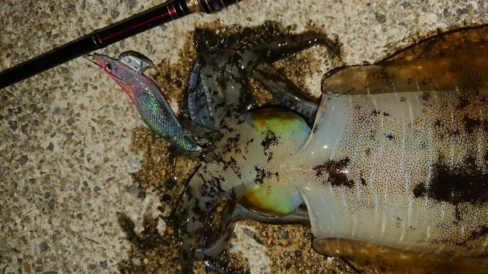 対馬エギング釣果