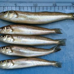 サビキのアジが入れ食い