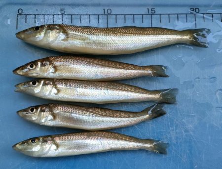 サビキのアジが入れ食い