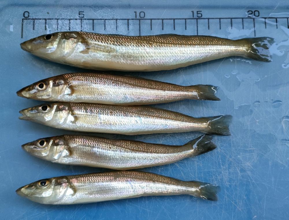 サビキのアジが入れ食い