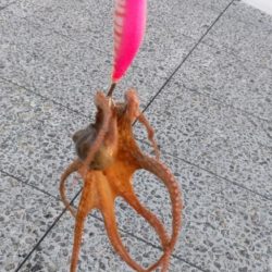 🐙ミニモニタコちゃん🐙