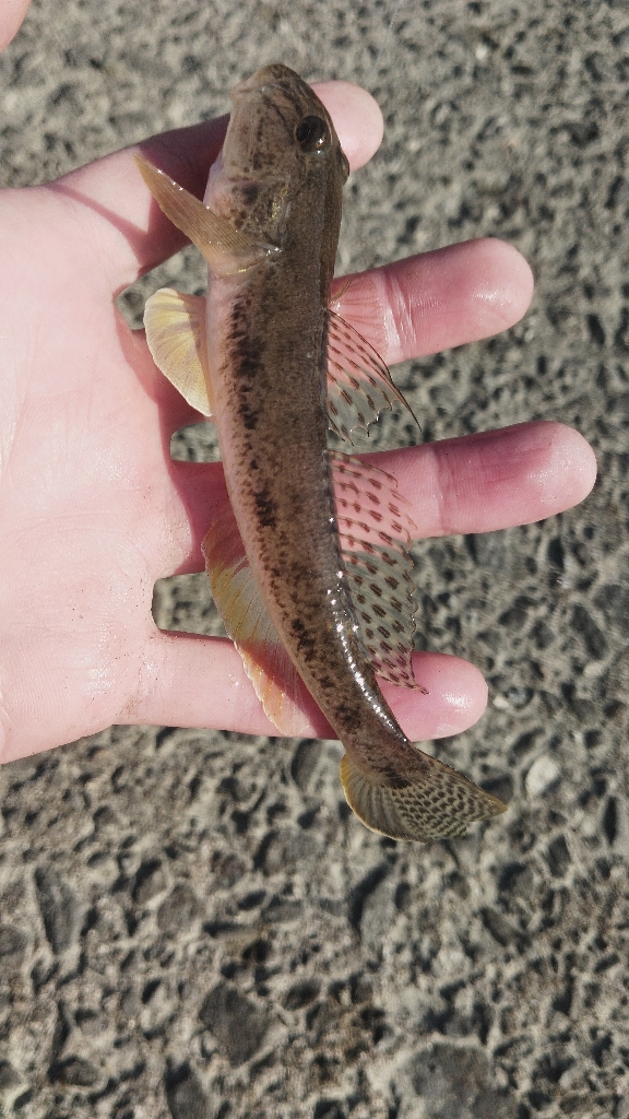 タチウオ以外も狙ってこ