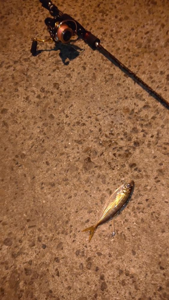 南港大橋でアジング