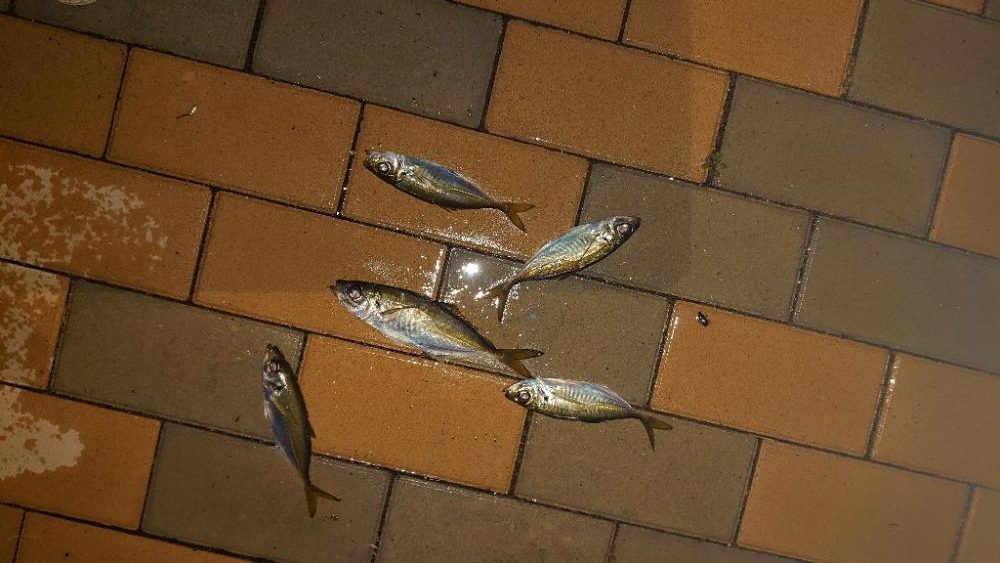 気合い入れて行ってみた