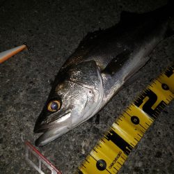 おはようスズキさん！