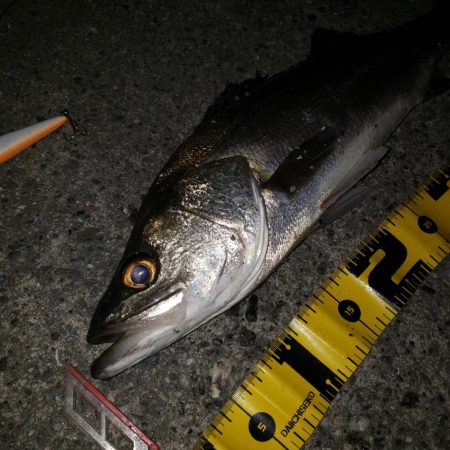 おはようスズキさん！