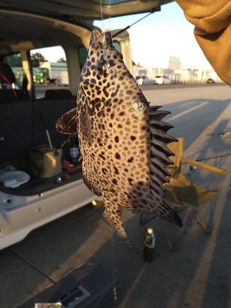 新しい魚種追加