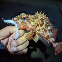 陸っぱり釣行記