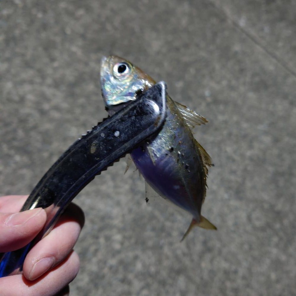 アジング　ウキ釣り