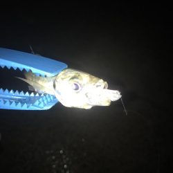 ナイトアジング絶好調