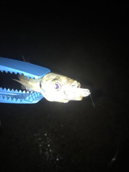 ナイトアジング絶好調