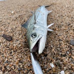 サーフナブラ打ち