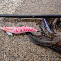 釣り納めエギングIN対馬