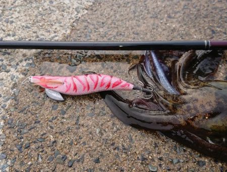 釣り納めエギングIN対馬