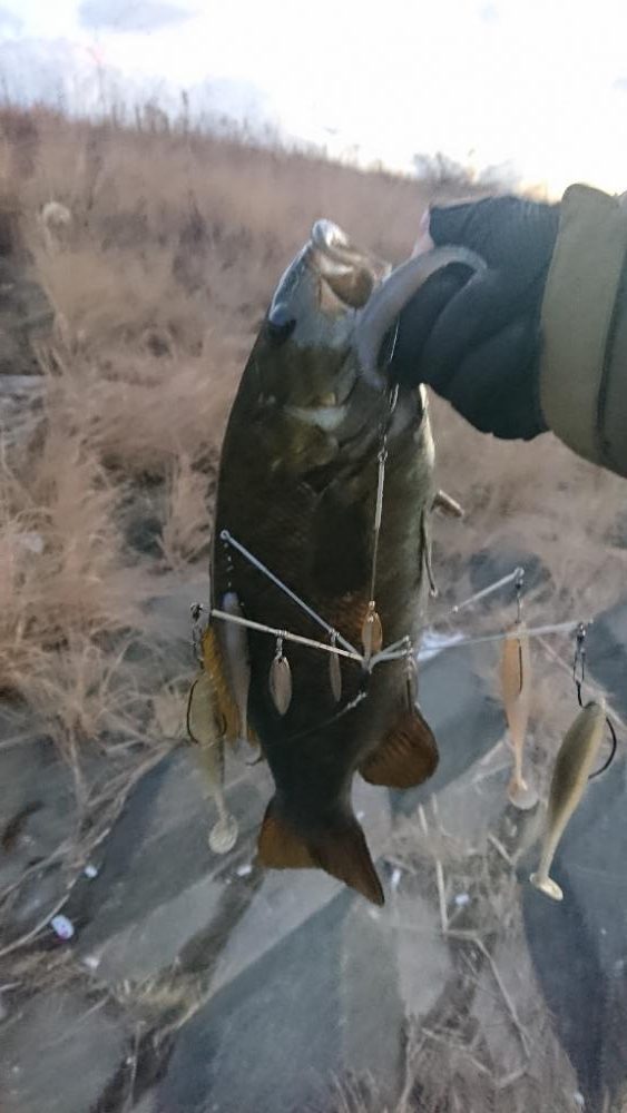 またアラバマフィッシュ