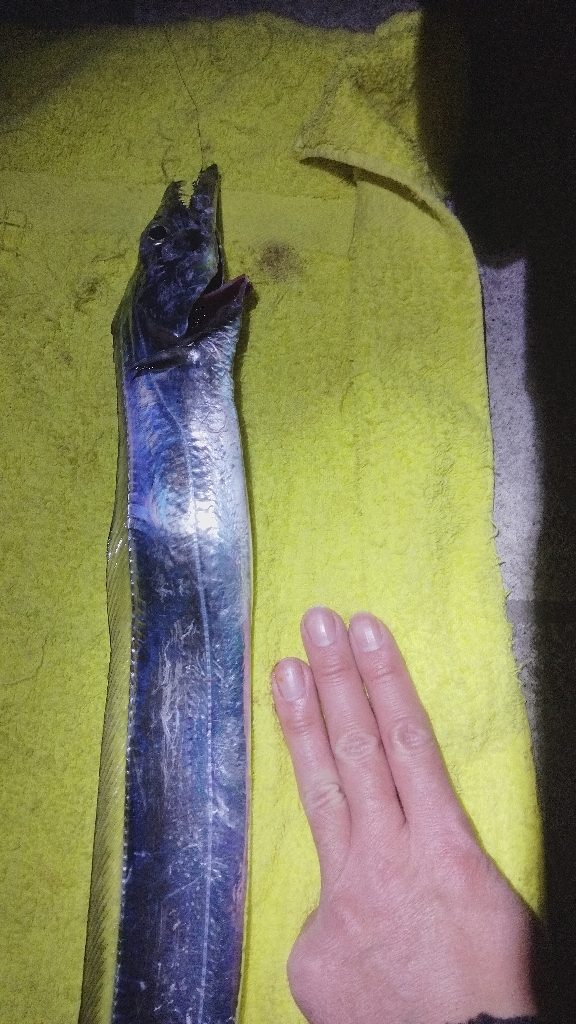 まだ釣れる？年末ですが