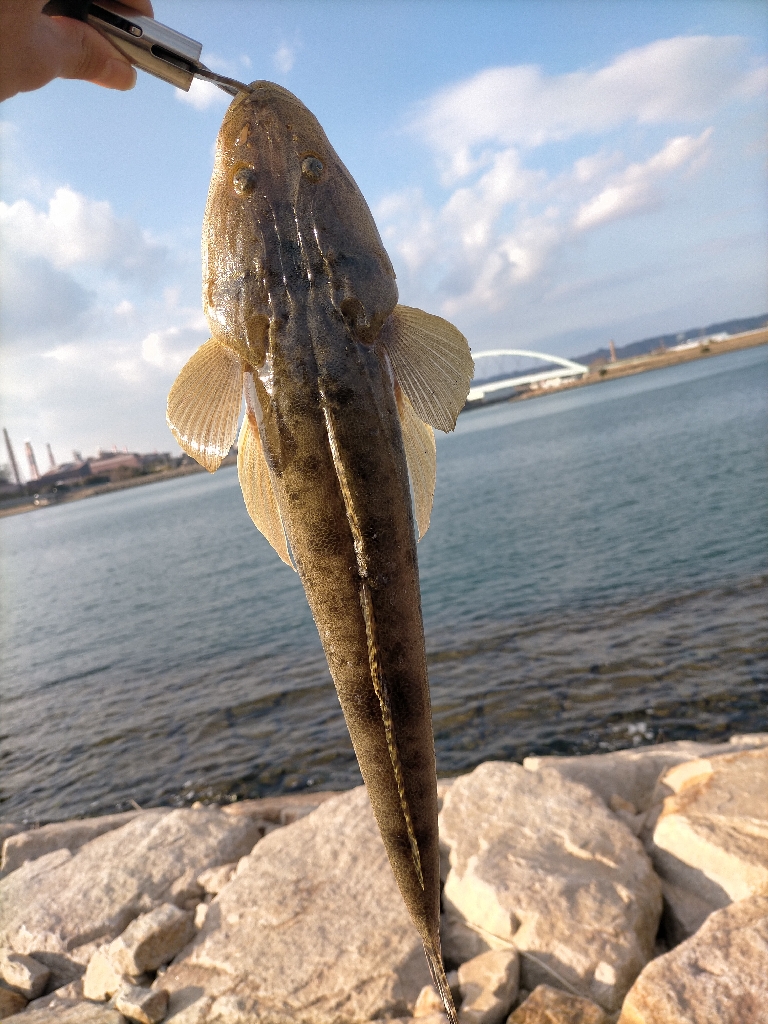 年内最後はマゴチ!!