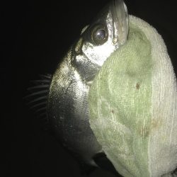 雨上がりでもセイゴ