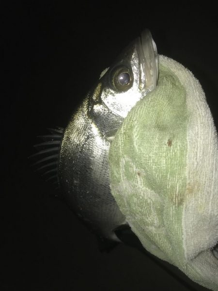 雨上がりでもセイゴ