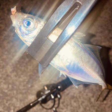 すっかりアジンガー