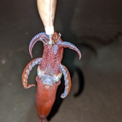 ヒイカとアジ狙い