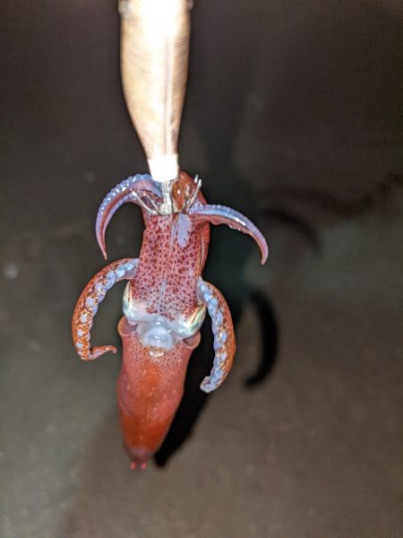 ヒイカとアジ狙い