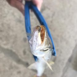 ライトワインドでカマス&太刀魚GET