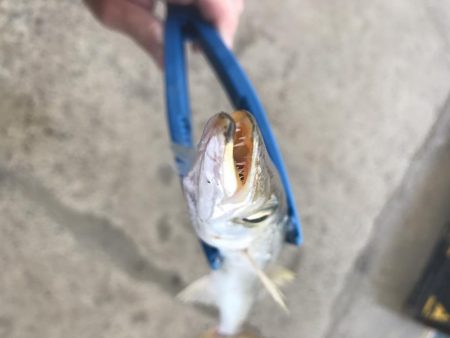 ライトワインドでカマス&太刀魚GET