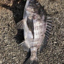 イチノ兄弟（兄）釣果！