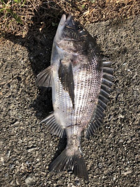 イチノ兄弟（兄）釣果！