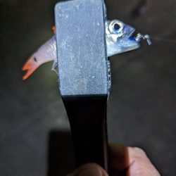 陸っぱり釣行記