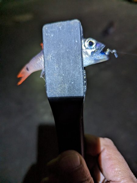 陸っぱり釣行記