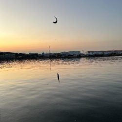 調達指令!でも何かもったいないような気がして・・・