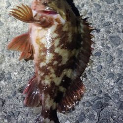 アジ探し@佐野漁港