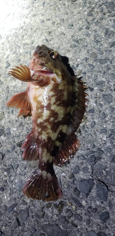 アジ探し@佐野漁港