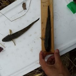 淀川ハゼ～伸び悩んで…