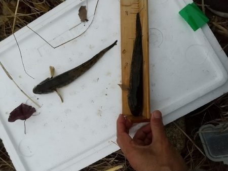 淀川ハゼ～伸び悩んで…