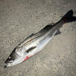 今年もチャンスはあと僅か。。