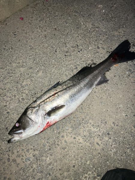 今年もチャンスはあと僅か。。