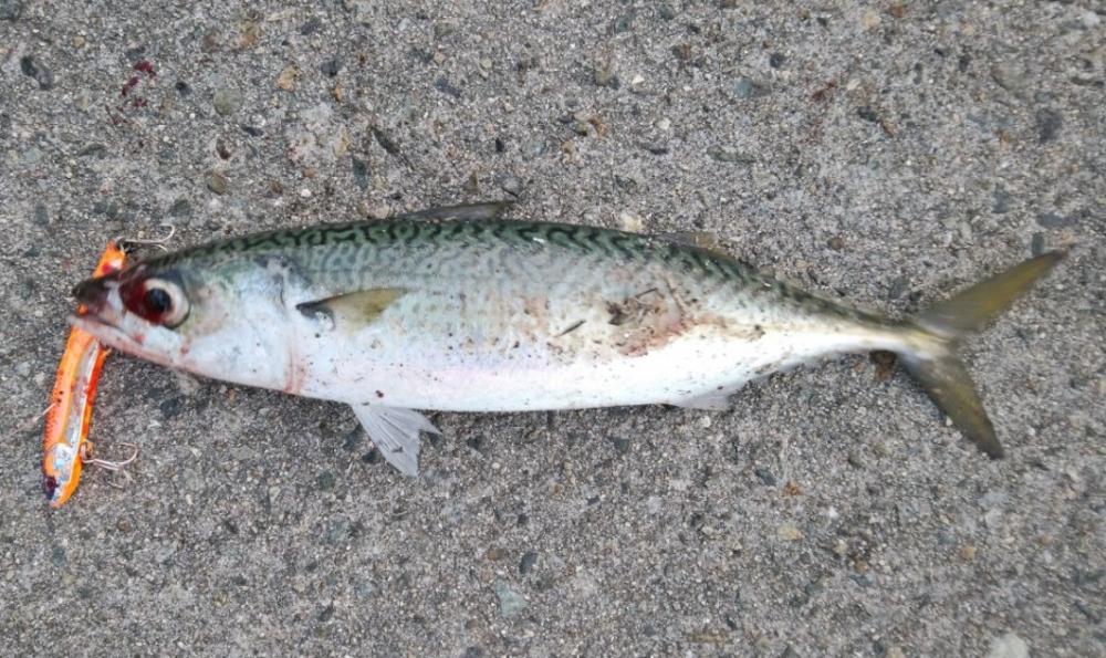 今年はタチウオ釣れず