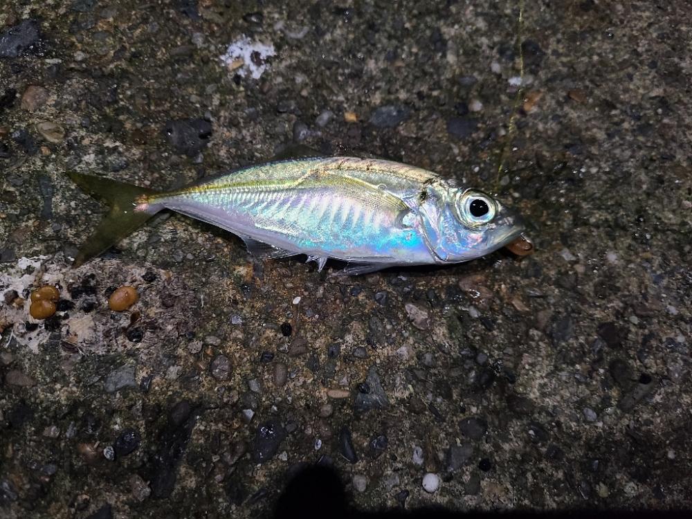 釣り納め