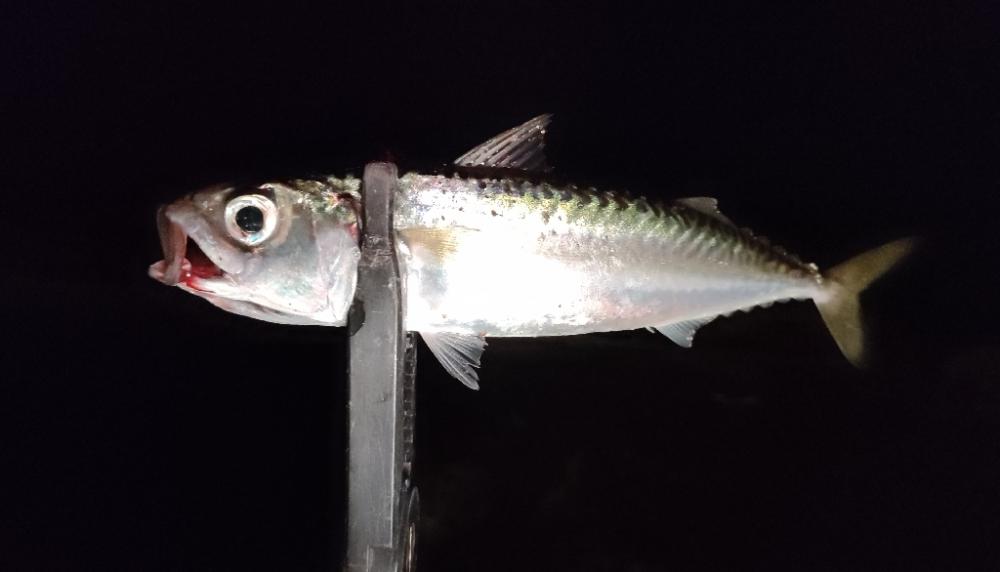 年末商戦の隙間アジング