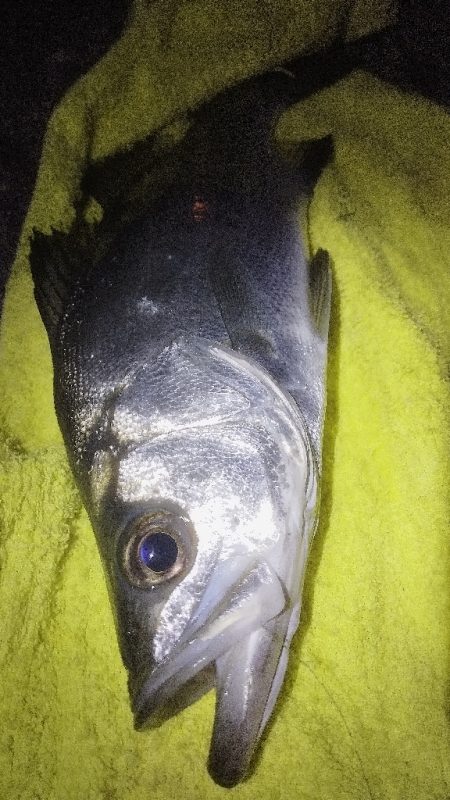 鈴木さん、初めまして